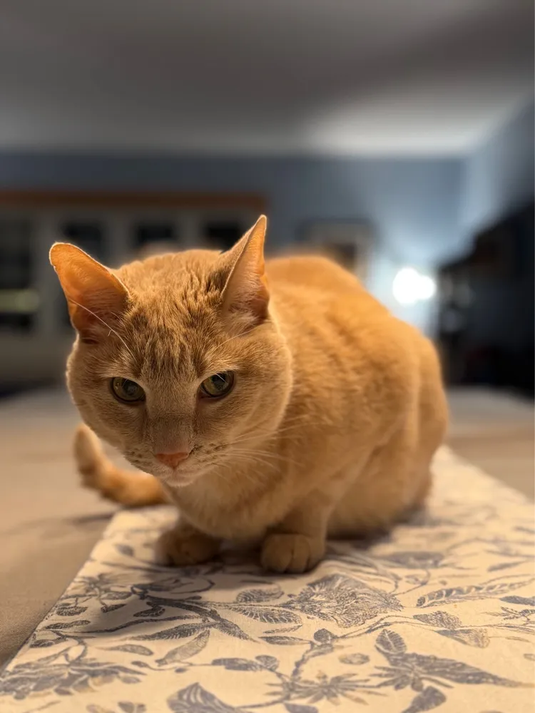 A ginger cat named Ron