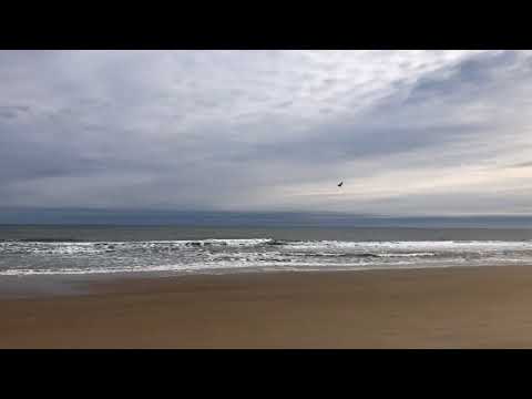 Adam and Tiffy’s OBX Days: Seen and Herd