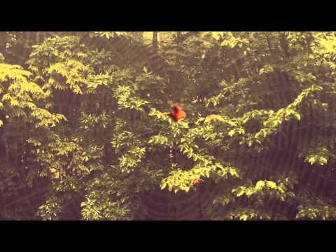 Chautauqua Summer 2015 - Into Every Life (Day 6)